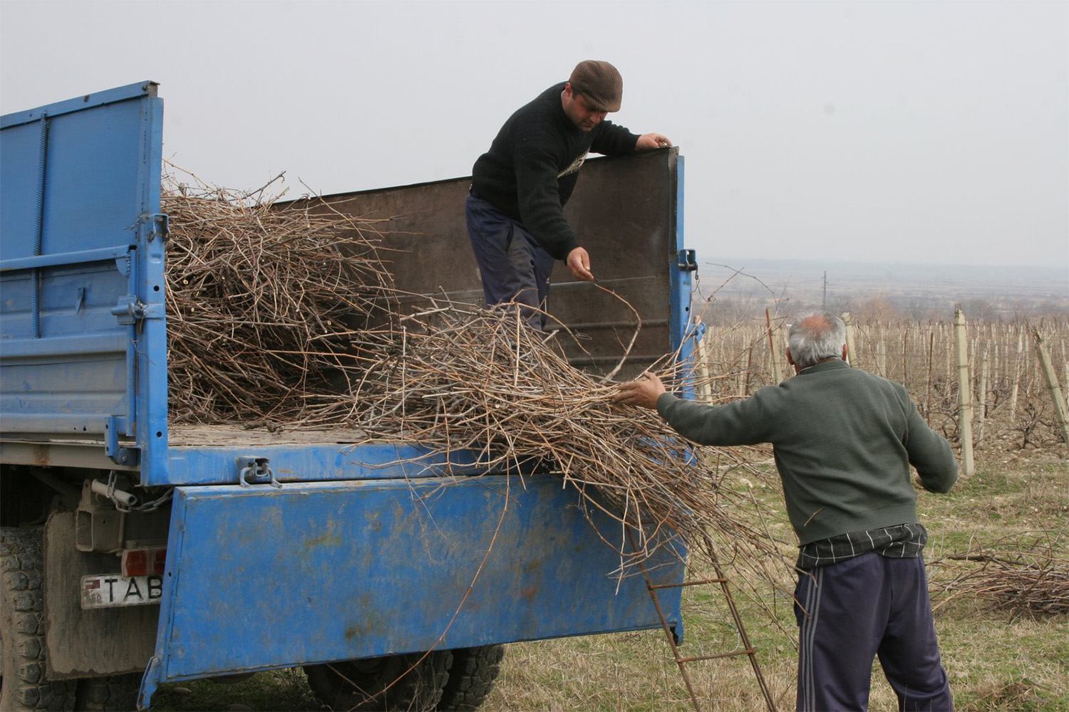 Vine harvesting for winter kindling