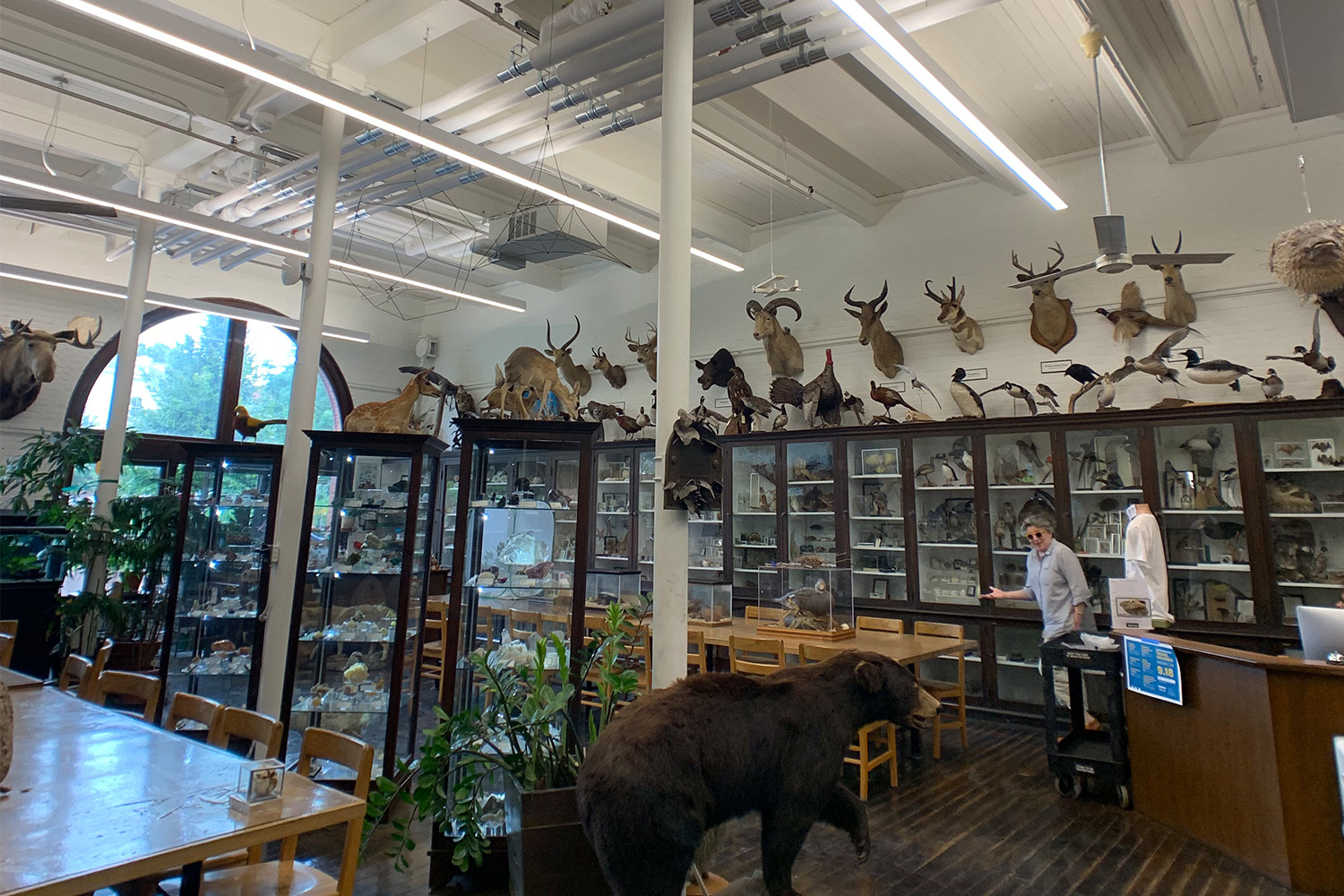 Edna W. LAwrence Nature Lab with assorted taxidermy and plants 