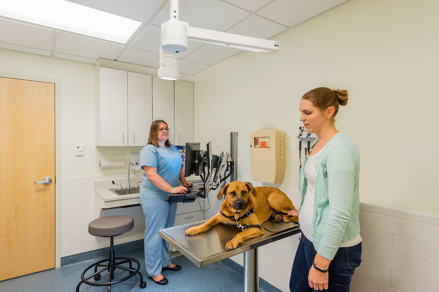 Veterinary exam room, with large brown dog laying on table, and nurse evaluating