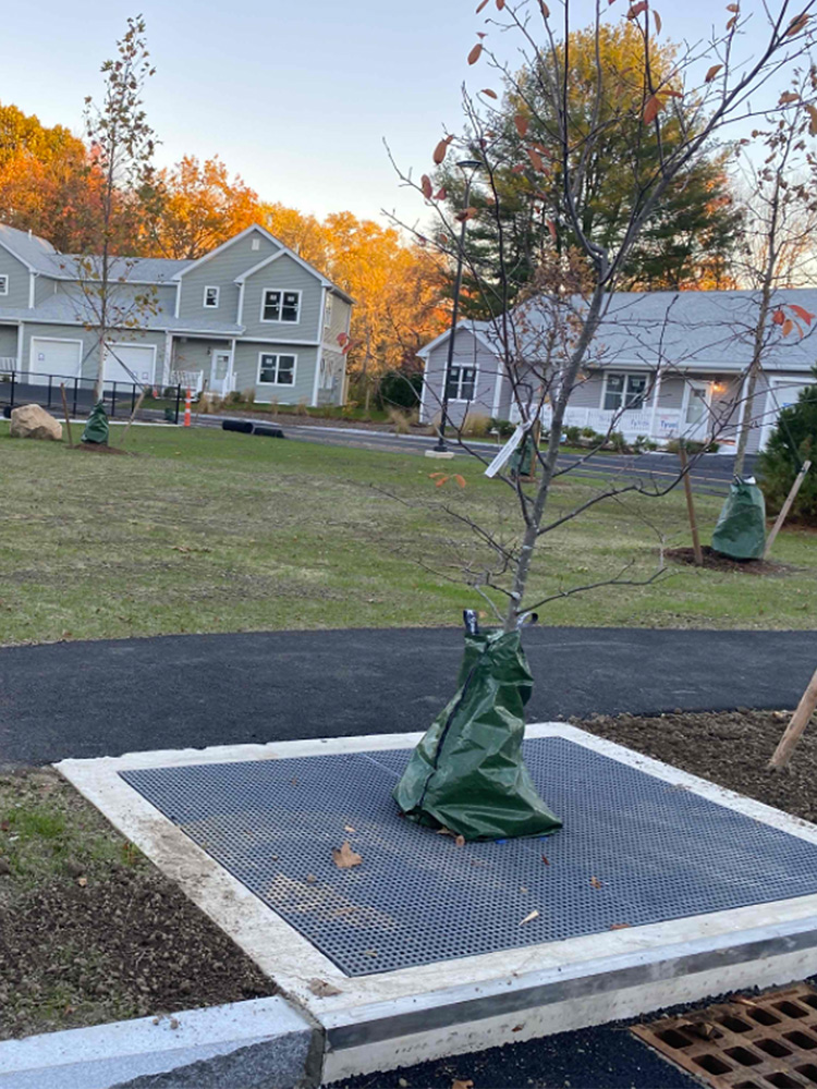 Tree box water filtering system at Natick family housing project