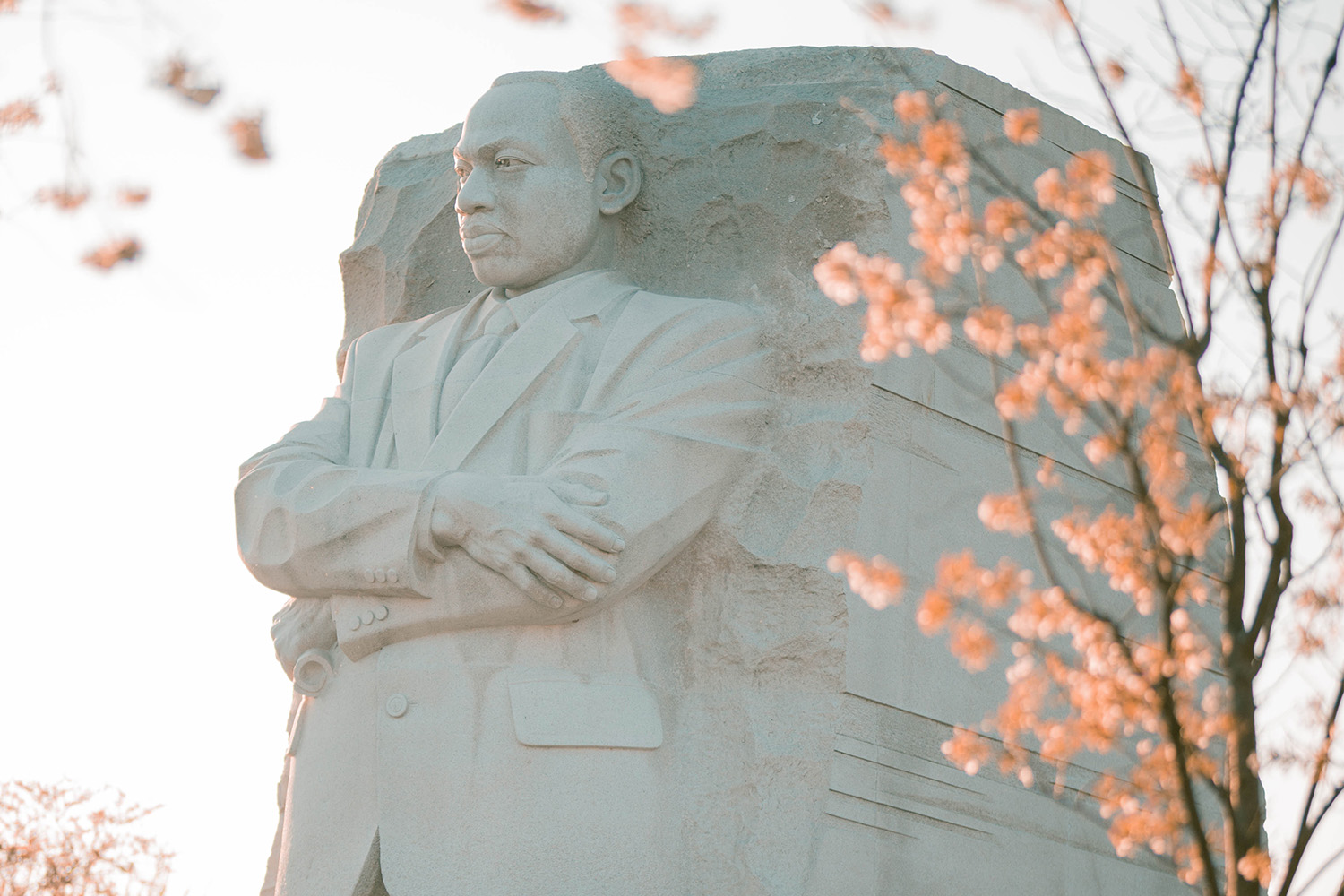 Statue of MLK in Washington DC, with cherry tree in bloom on the right