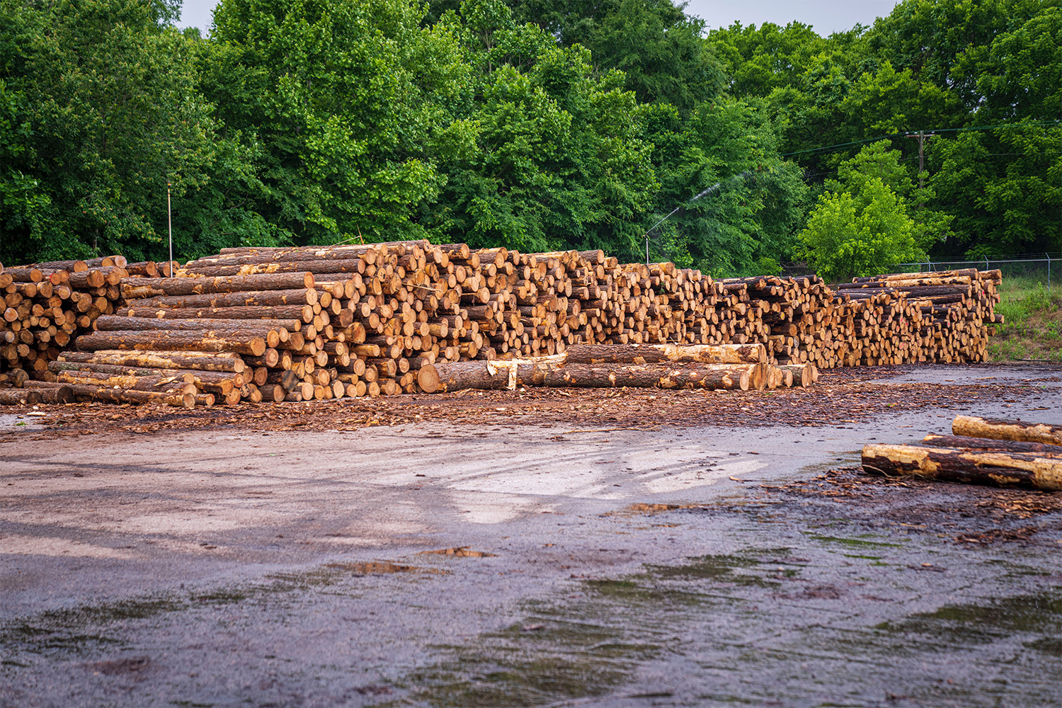 a long pile of tree logs, lined up next to a forest 