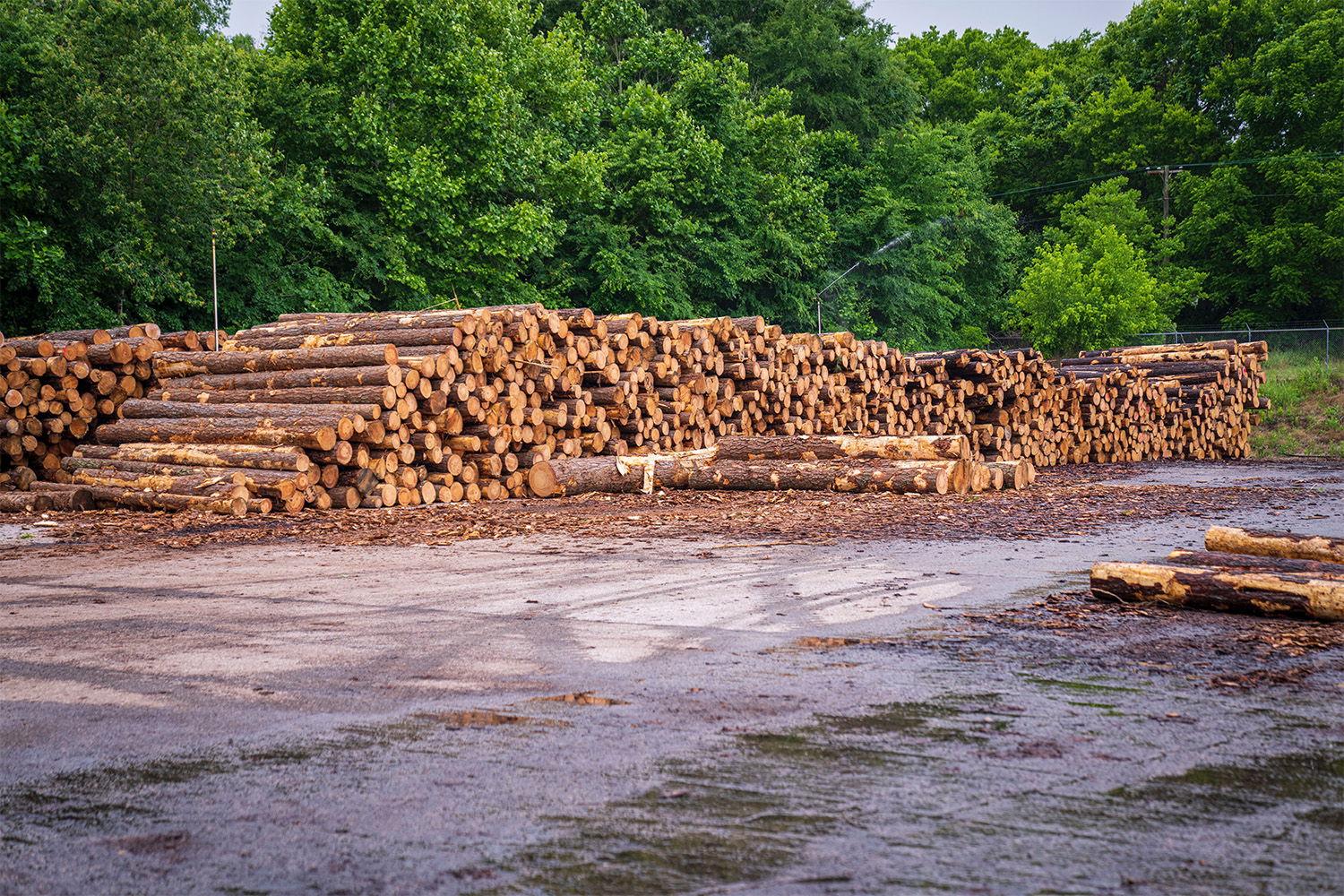 a long pile of tree logs, lined up next to a forest