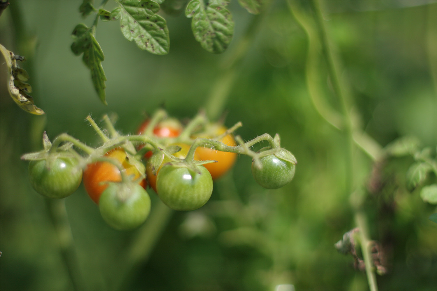 cherry tomatoes growing on a vine
