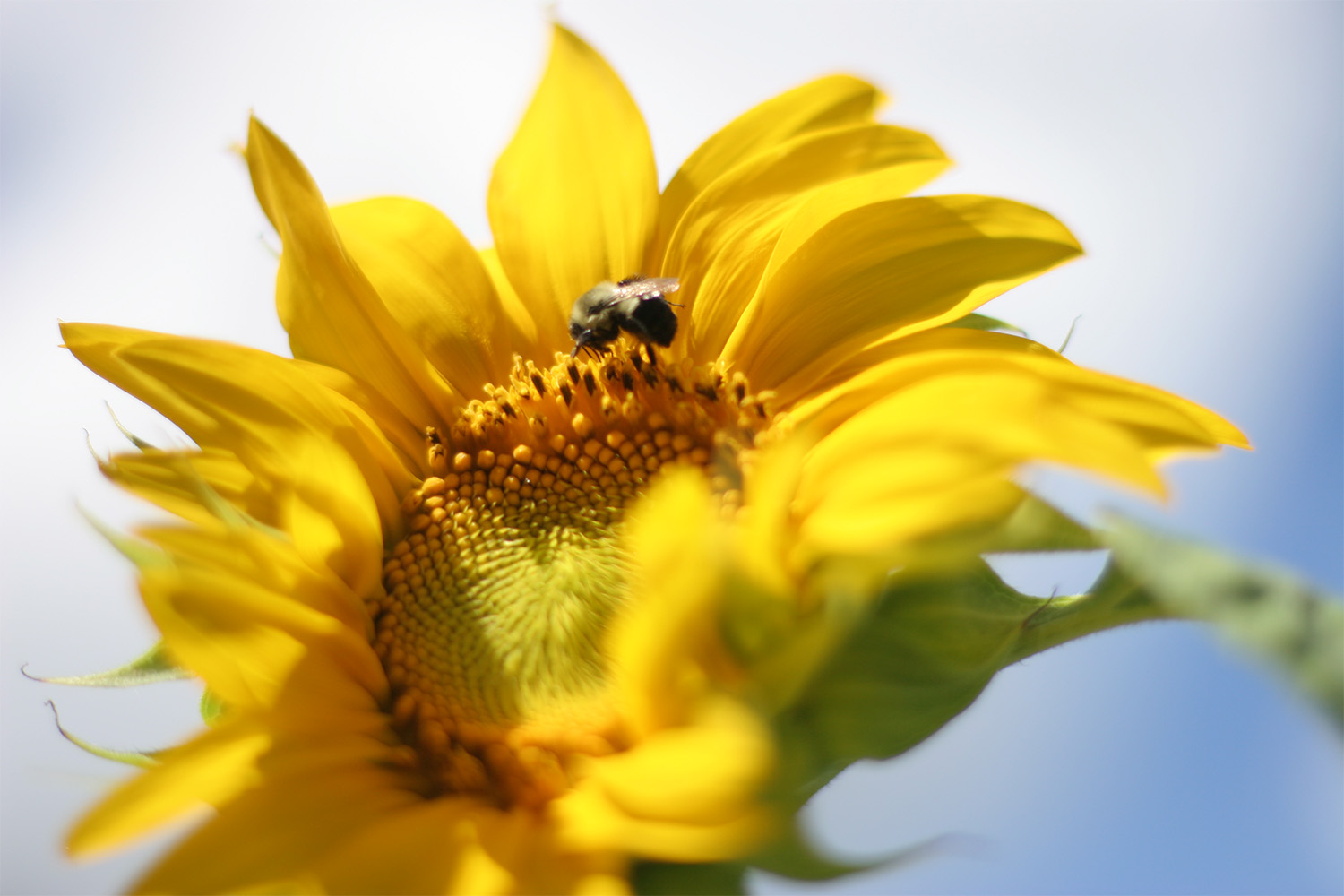 A bumble bee pollenating a sunflower 