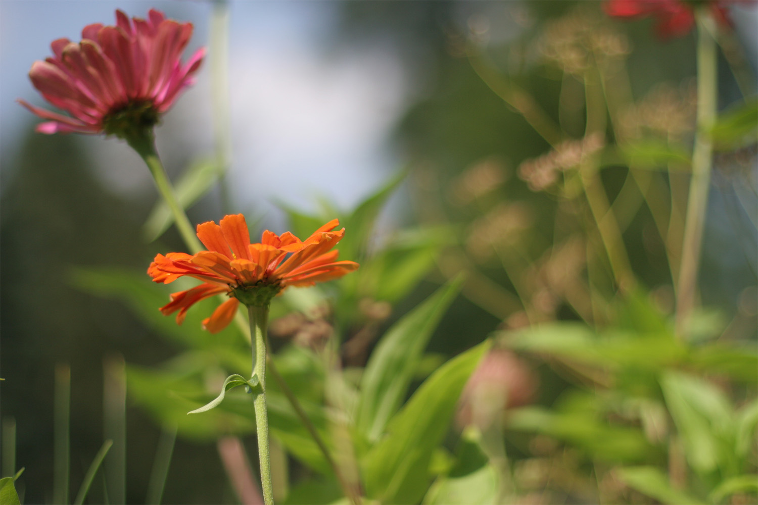 view of flowers growing in the Tocci company garden 