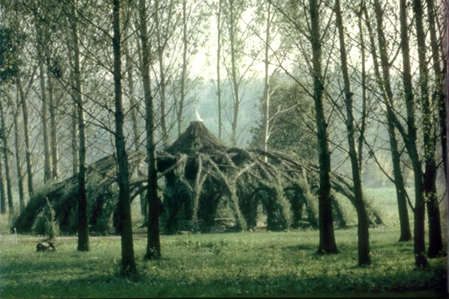 Auerworld Palace - a structure formed by roots