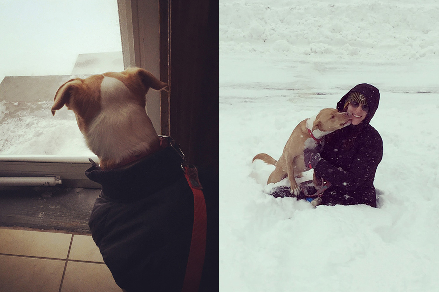 Snowy kisses for Tia, once Bailey finally warmed up to being out in the snow.