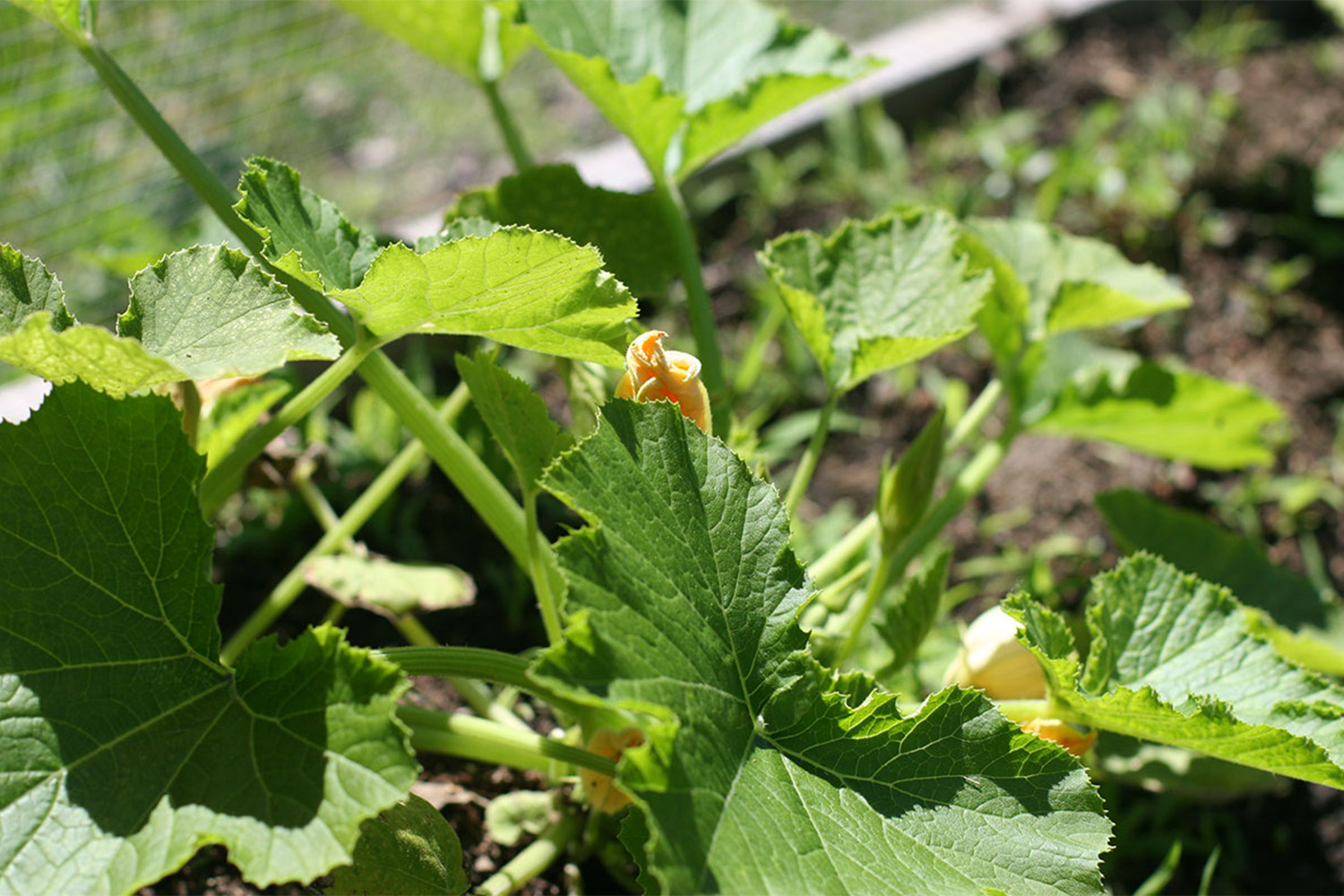 zoomed in image of zucchini flowers 