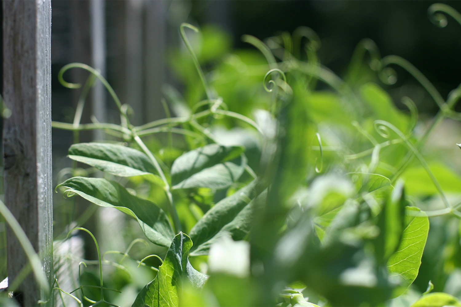 The peas climb the garden lattice. 