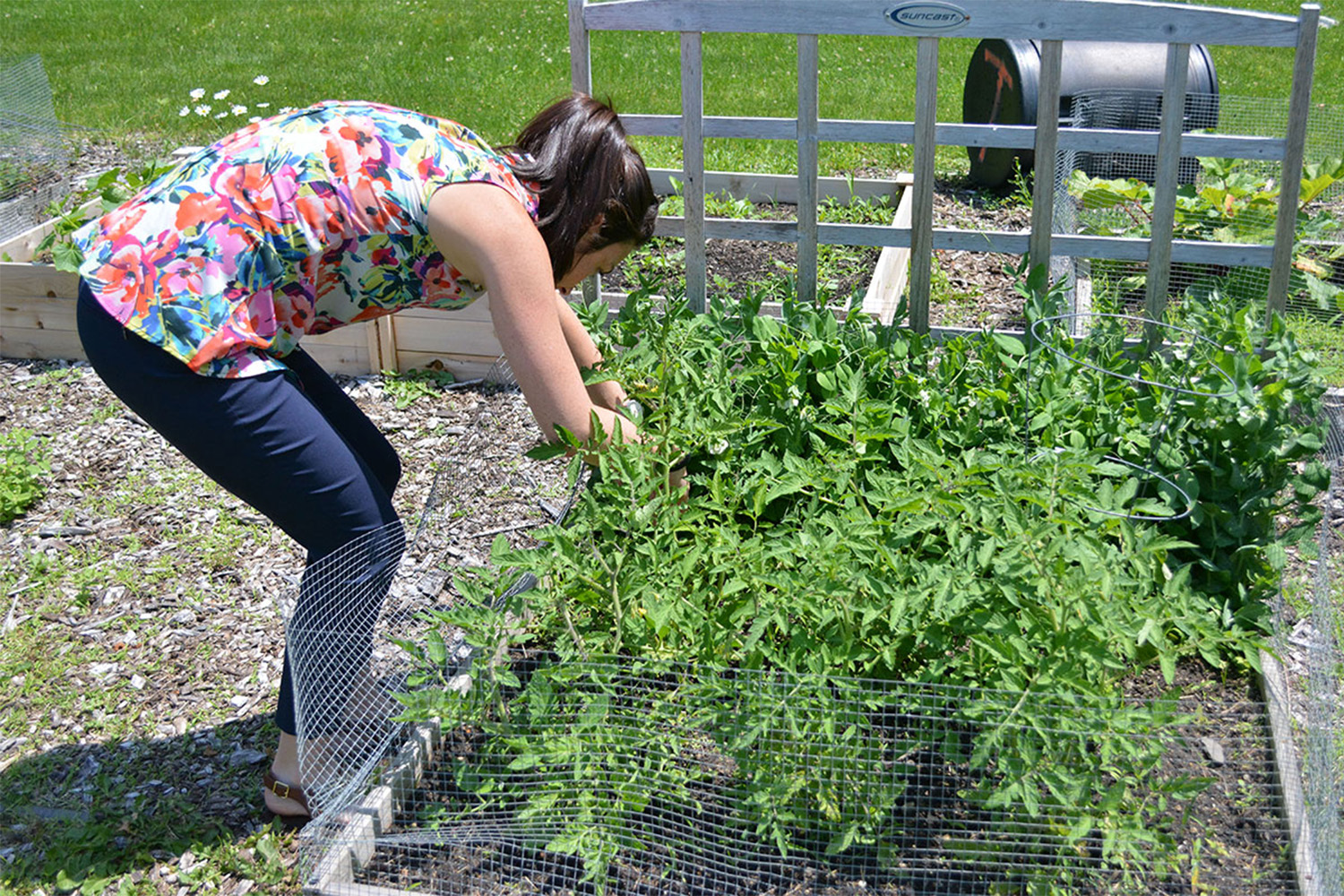 Katie inspects the peas to make sure they're not getting tangled with the tomatoes.
