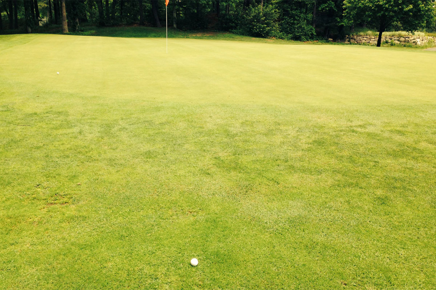 green grass at golf course 